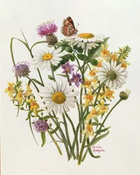 Flockenblume, Margerite und Leinkraut